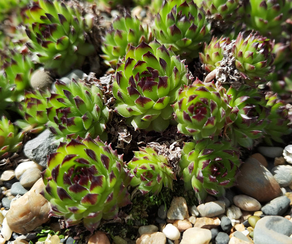Sempervivum 'Black Top'